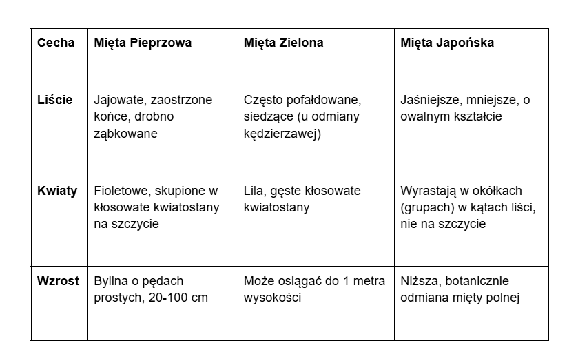 mieta